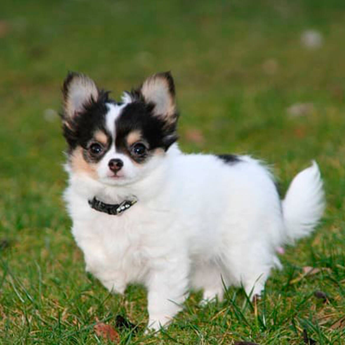 chihuahuadepelolargo Mascotas Saint Daniel chihuahuadepelolargo Mascotas Saint Daniel