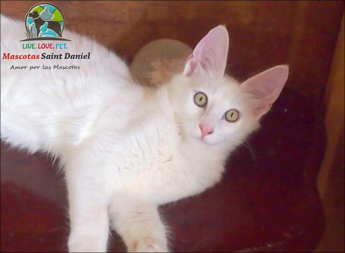 Gato-Angora-turco-Mascotassaintdaniel.com_4.jpg