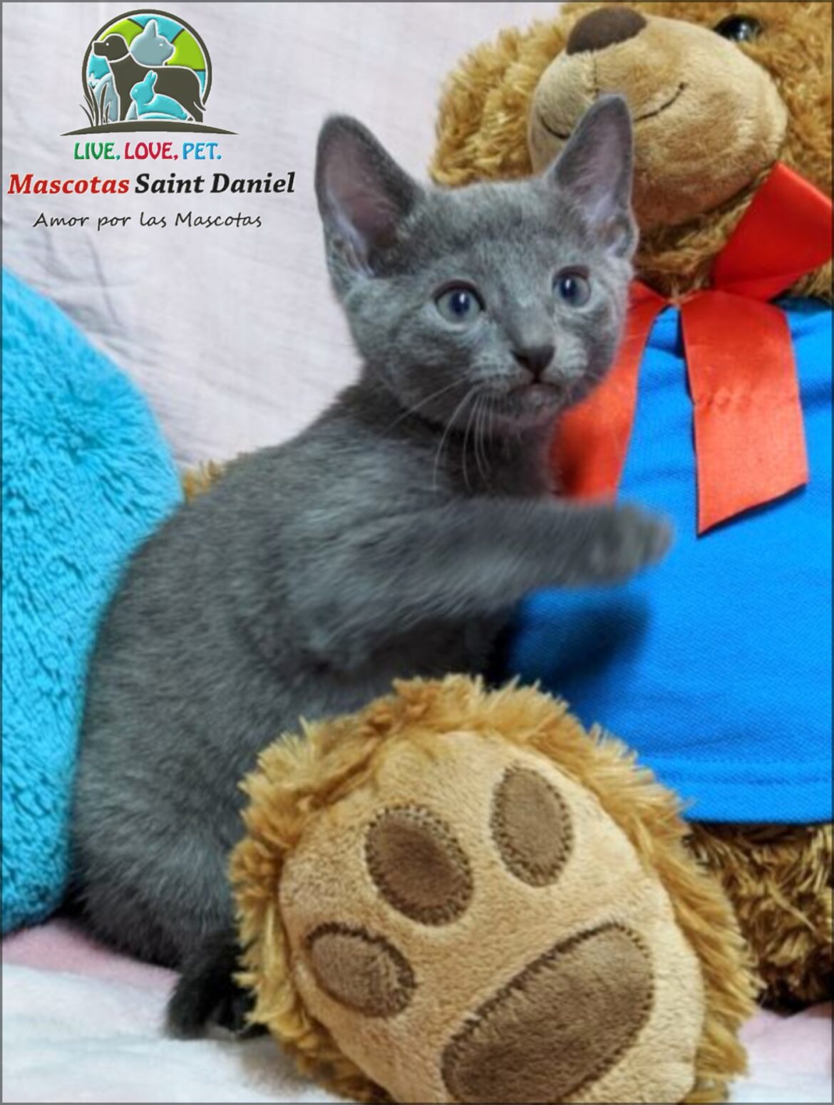 Gato-Azul-ruso-Mascotassaintdaniel.com_25.jpg