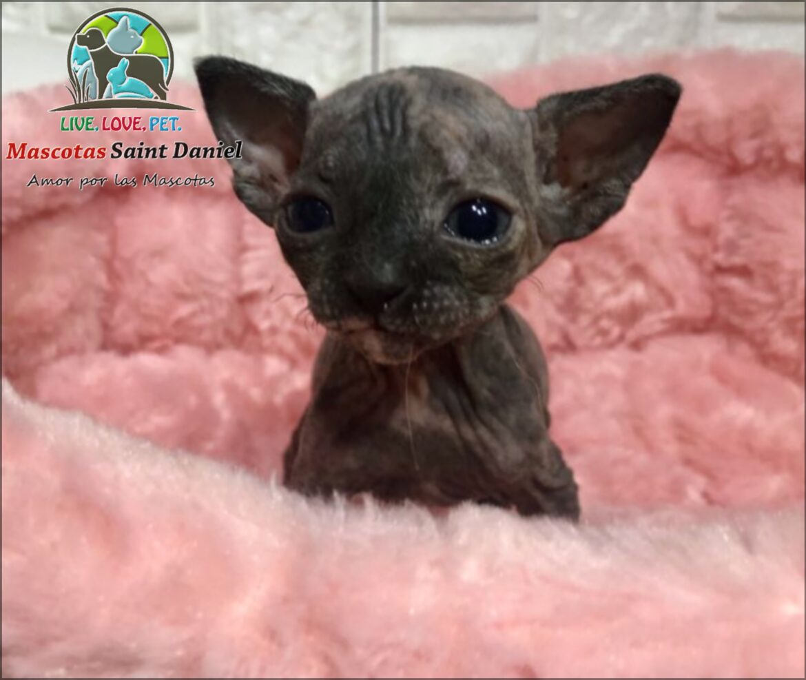 Gato-Esfinge-Cat-Sphynx-Mascotassaintdaniel.com_6.jpg