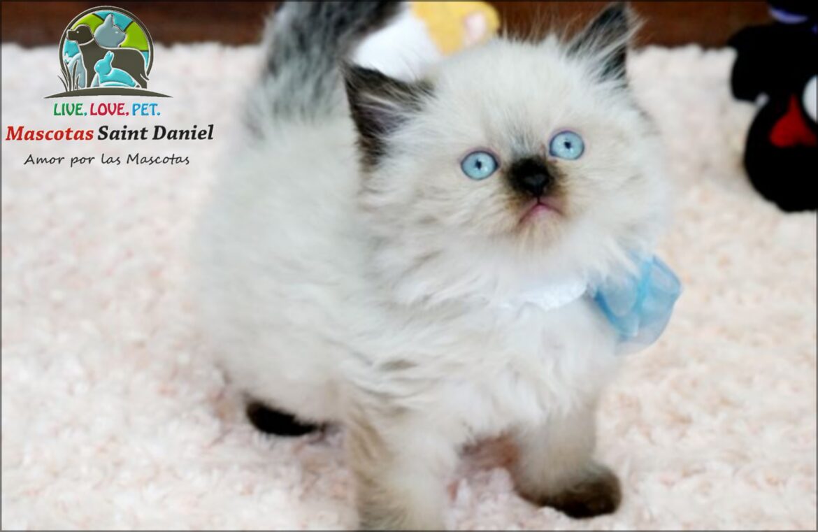 Gato-Himalaya-Mascotassaintdaniel.com_36.jpg