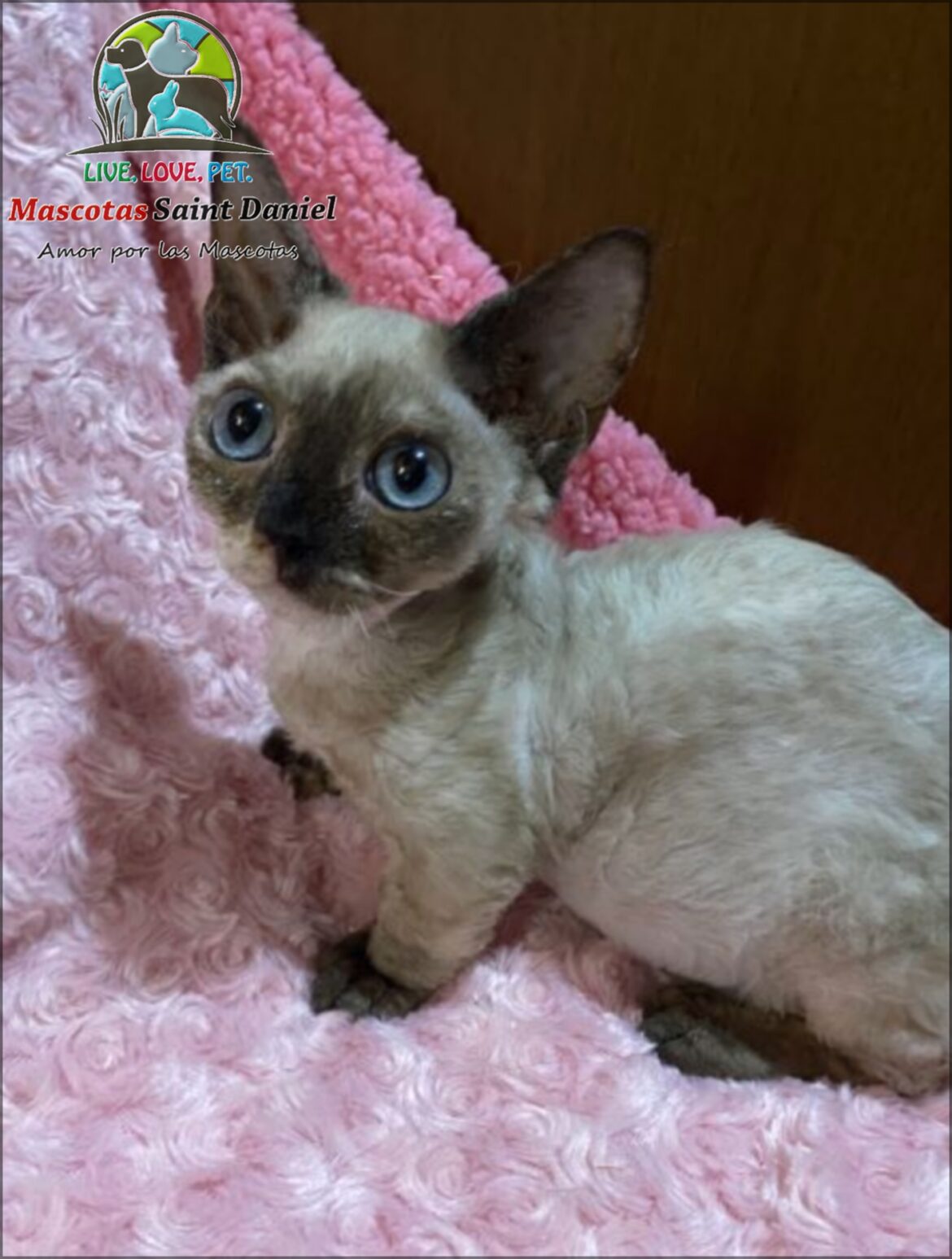 Gato-Minskin-Mascotassaintdaniel.com_19.jpg