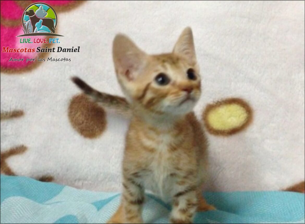 Cuanto Tarda Un Gato En Adaptarse A Una Mudanza