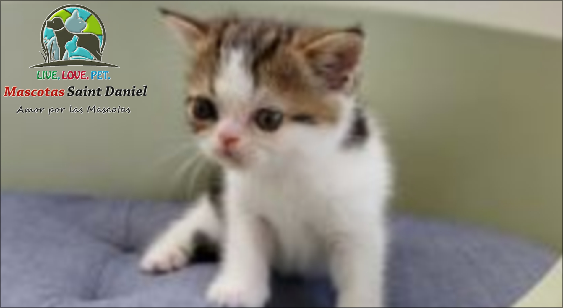 Gato Persa EXOTICO pelo corto Mascotassaintdaniel.com_73_14 - Mascotas